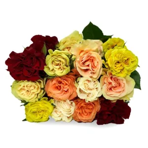 Warm Rose Mix