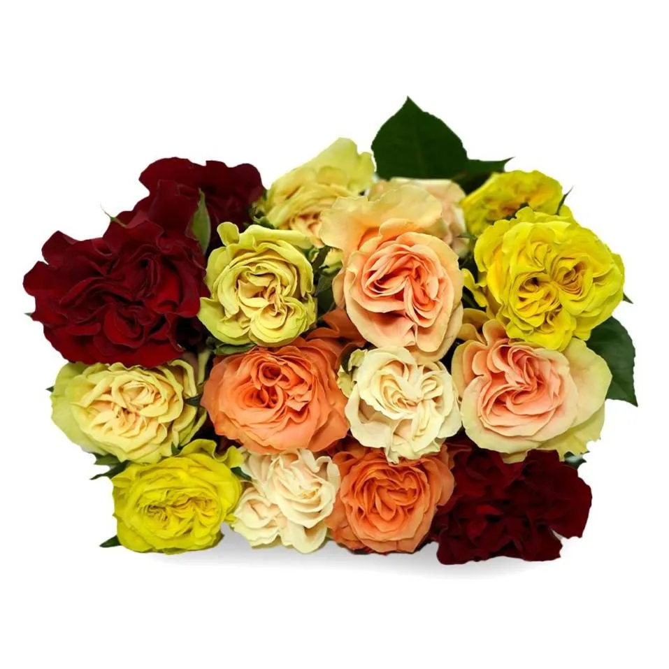 Warm Rose Mix
